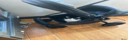 Mixed Breed cats for sale: Loving cat in Willenhall - Advert 3