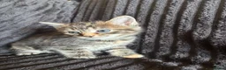 Mixed Breed cats for sale: Beautiful Tortoiseshell & ginger kittens  - Advert 26
