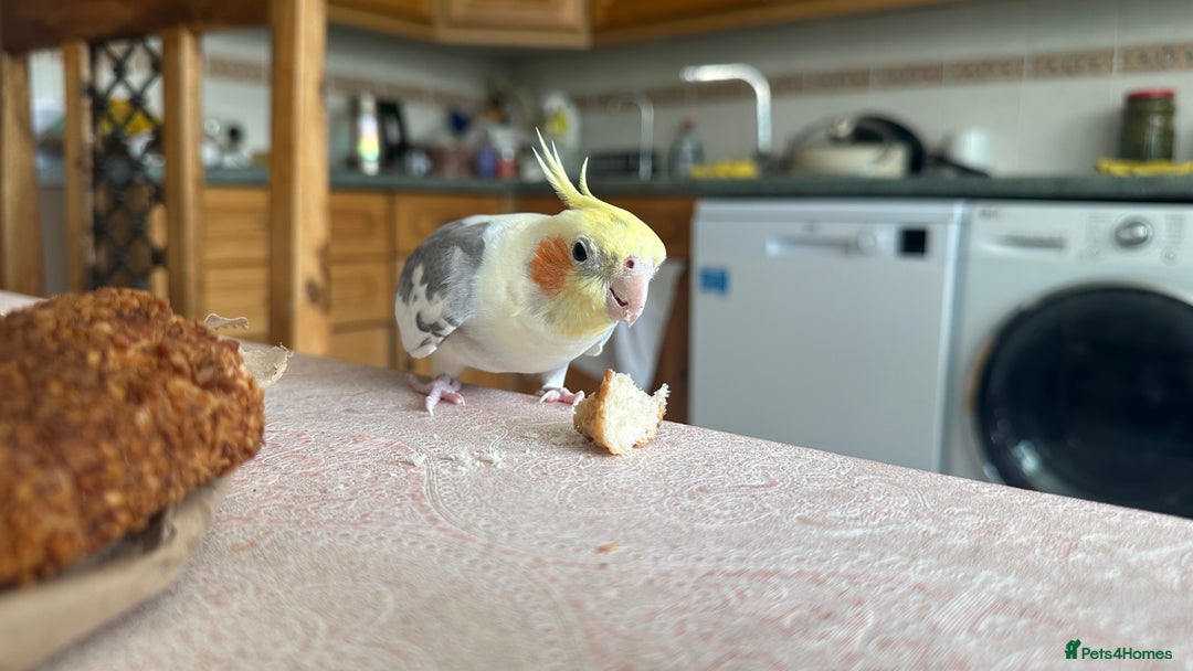 Cockatiels birds for sale: Hand-reared Fully Tame Cockatiel for Rehoming  in London - Image 8