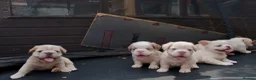 French Bulldog dogs for sale: HOME BRED FLUFFY FRENCHY•ISABELLA.KC&DNA CERT - Advert 5
