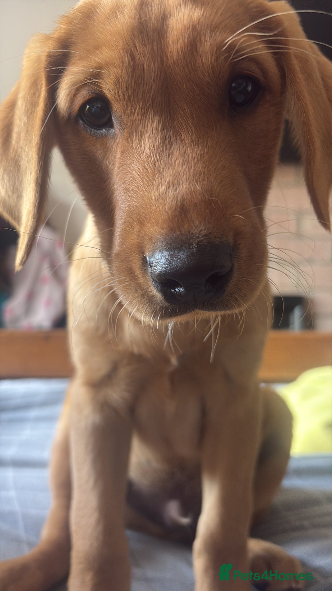 Labrador Retriever dogs Fox red Labrador  - Advert 5