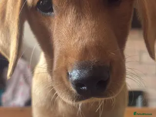 Labrador Retriever dogs Fox red Labrador - Advert 5