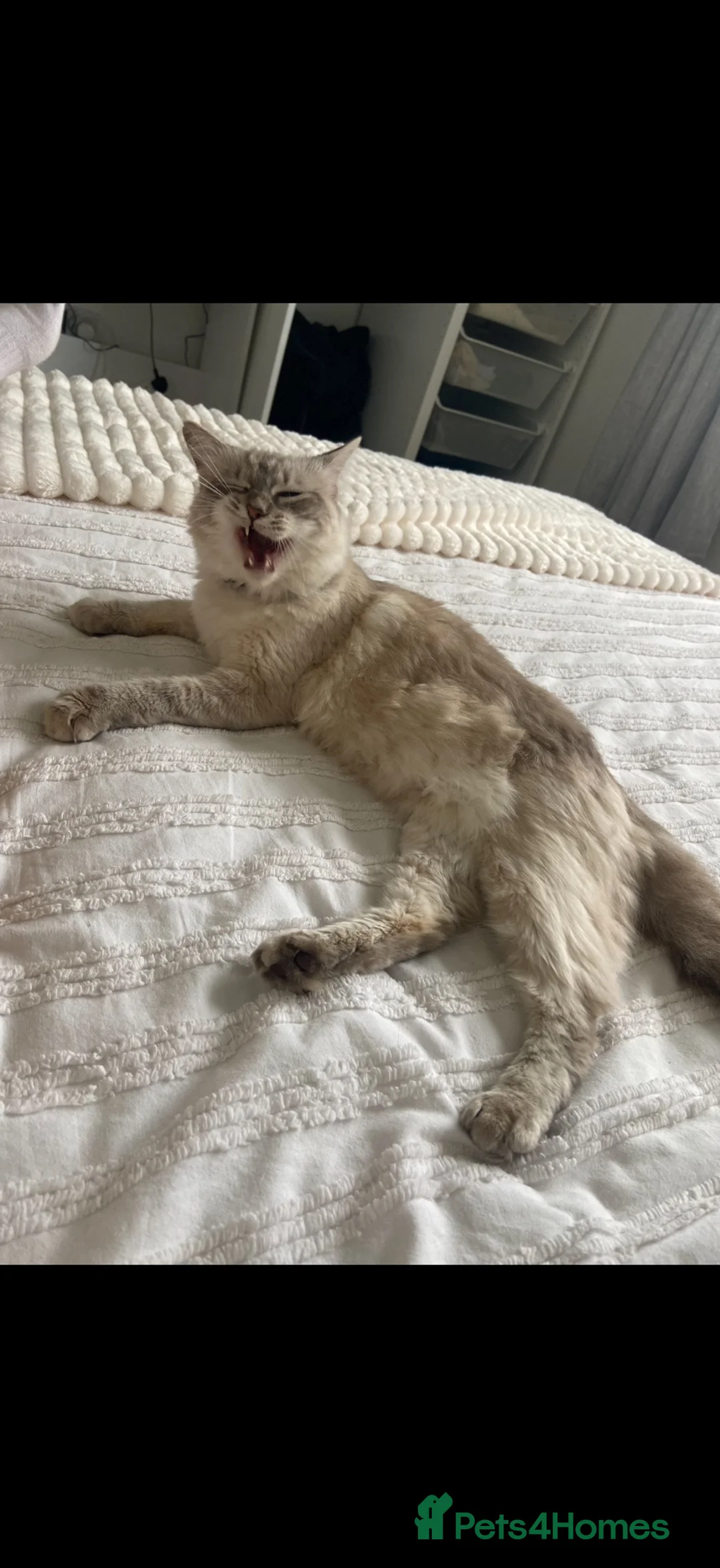 Ragdoll cats for sale: 2 stunning ragdoll sisters - Advert 7