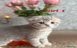 Scottish Fold cats for sale: Adorable Scottish fold silver kittens  - Image 2