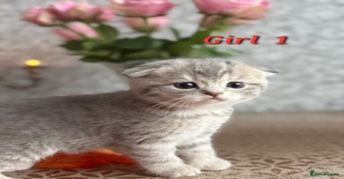 Scottish Fold cats - Advert 6