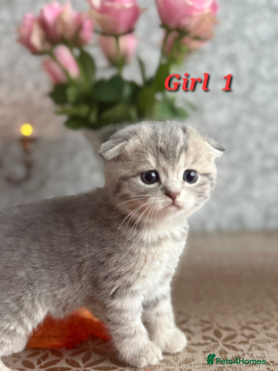 Scottish Fold cats for sale: Adorable Scottish fold silver kittens  - Image 2