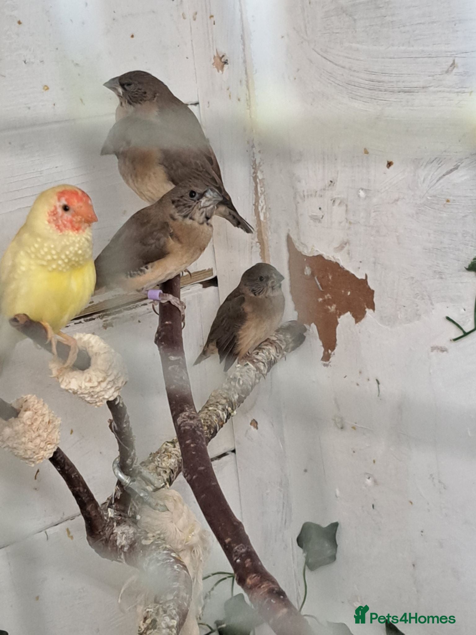 Finches birds X2 chesnut brested mannikin  - Advert 4