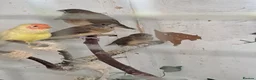 Finches birds for sale: X2 chesnut brested mannikin  - Advert 1