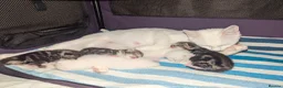 Mixed Breed cats for sale: 4 Beautiful kittens looking forever homes - Advert 2