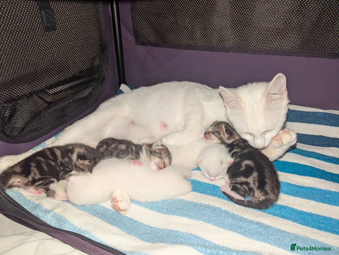Mixed Breed cats for sale: 4 Beautiful kittens looking forever homes - Advert 2