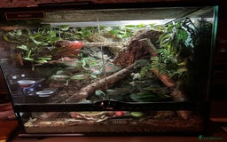 Gecko reptiles for sale: Crested Gecko - Advert 2