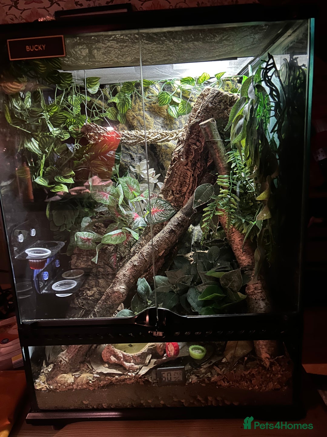 Gecko reptiles for sale: Crested Gecko - Advert 2