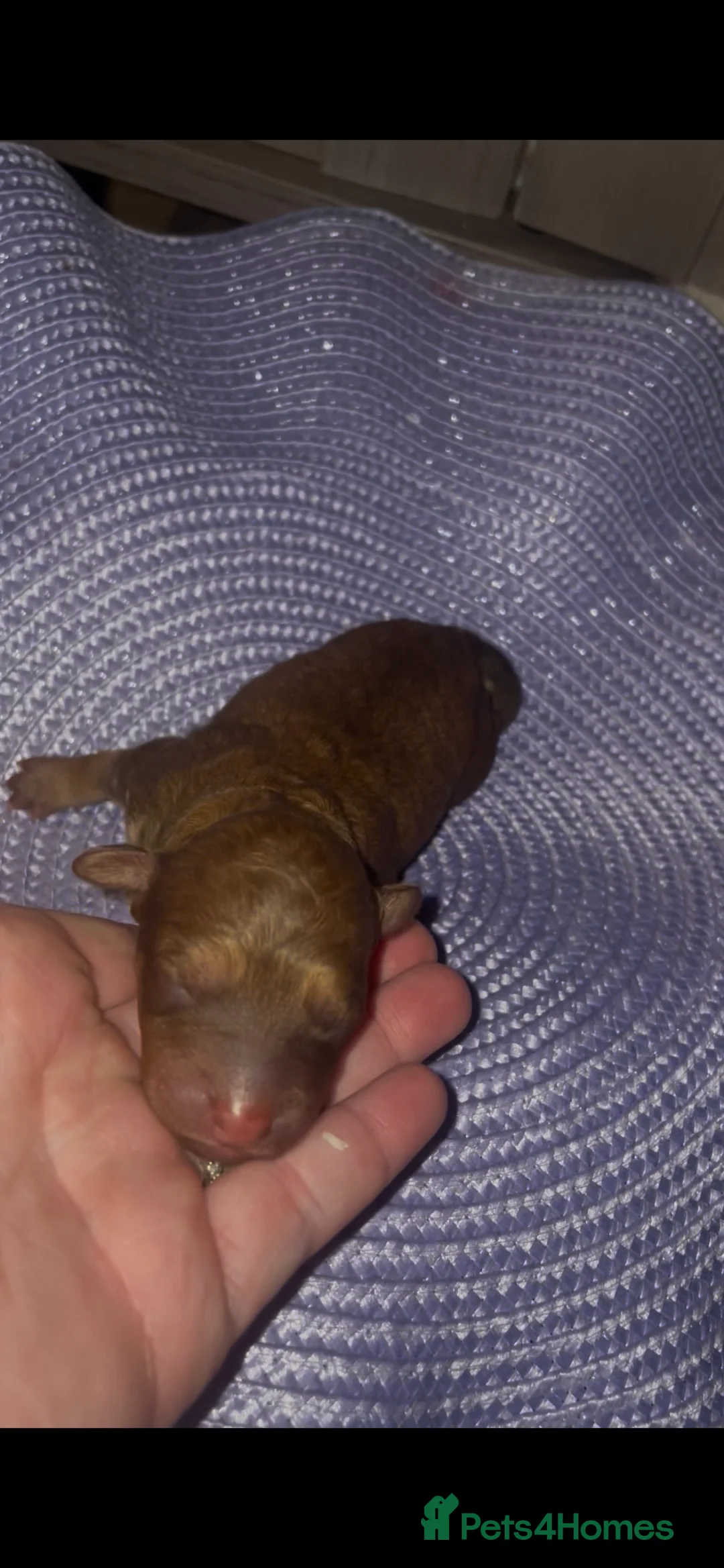 Mixed Breed dogs for sale: Toy poodles  - Advert 11