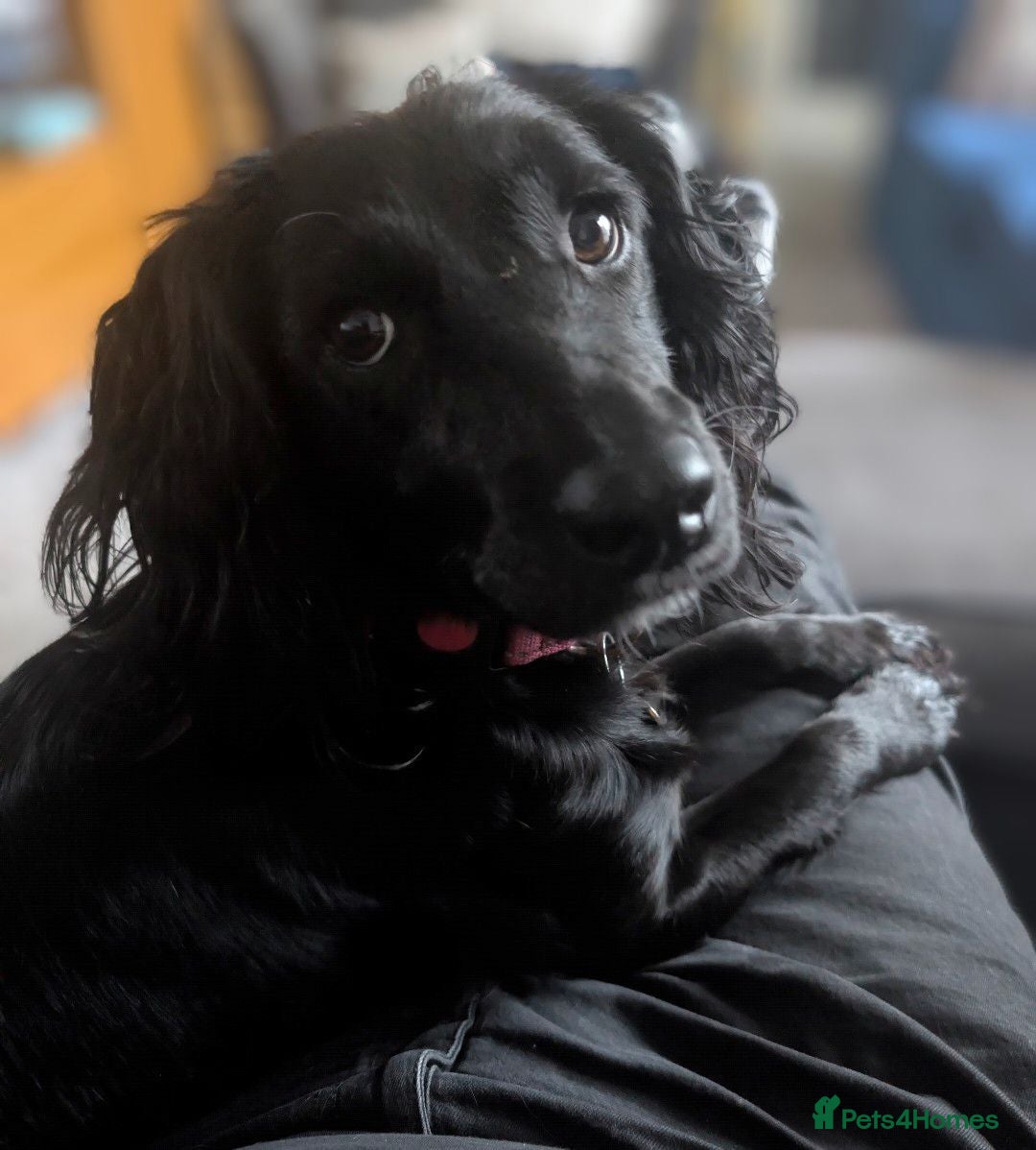 Cockapoo dogs Loving cockerpoo for sale  - Advert 3