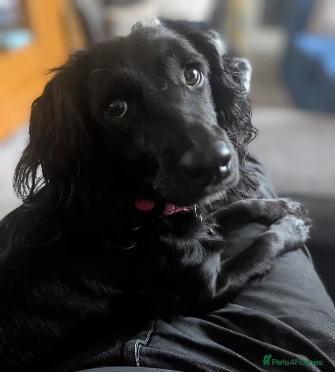 Cockapoo dogs for sale: Loving cockerpoo for sale  - Advert 1