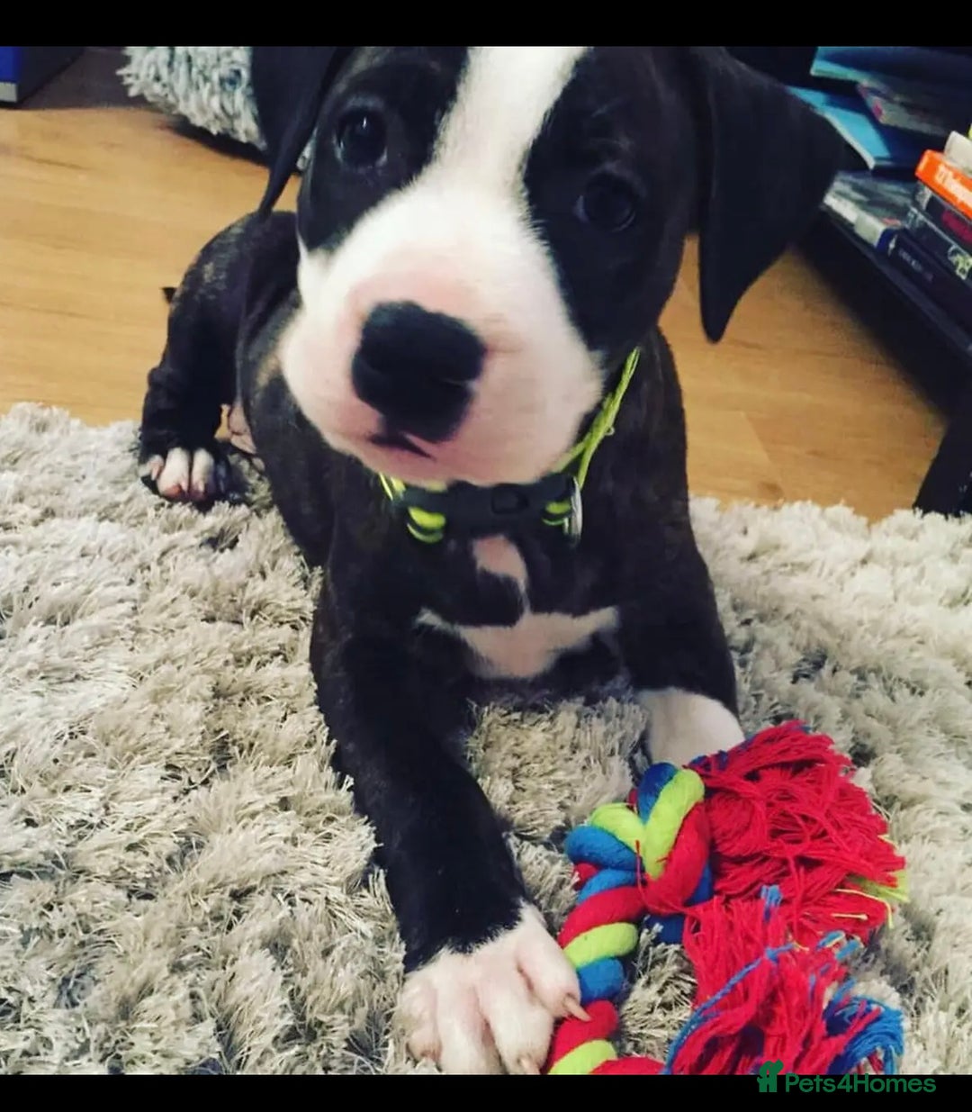 Staffordshire Bull Terrier dogs for sale: Looking for a loving home for Bruno.  - Advert 5