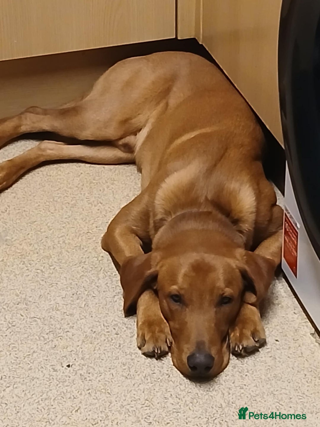 Labrador Retriever dogs for sale: Fox Red lab pup  - Advert 4