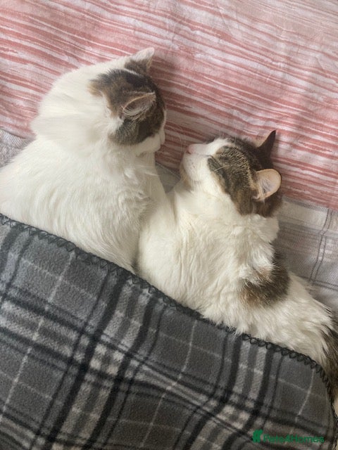 Domestic Shorthair cats Loving Home Needed for Two Sweet Cats  - Advert 9