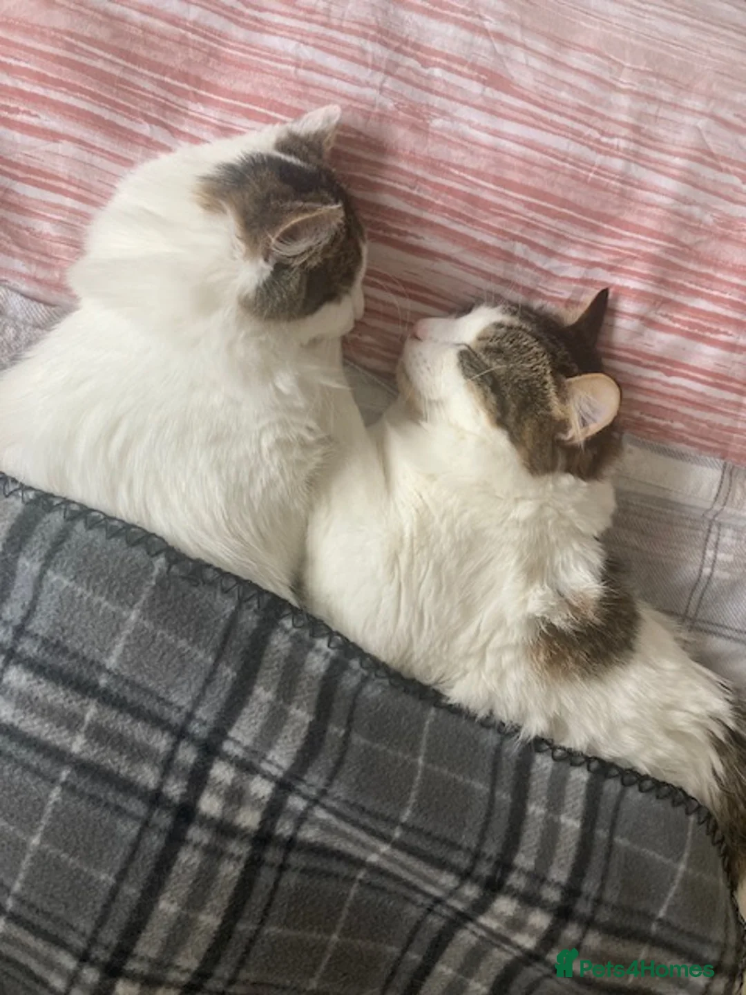 Domestic Shorthair cats for sale: Loving Home Needed for Two Sweet Cats  in Romford - Advert 1
