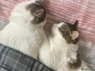 Domestic Shorthair cats Loving Home Needed for Two Sweet Cats - Advert 9