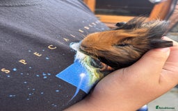 Guinea Pig rodents for sale: Guinea pigs for sale - Image 7