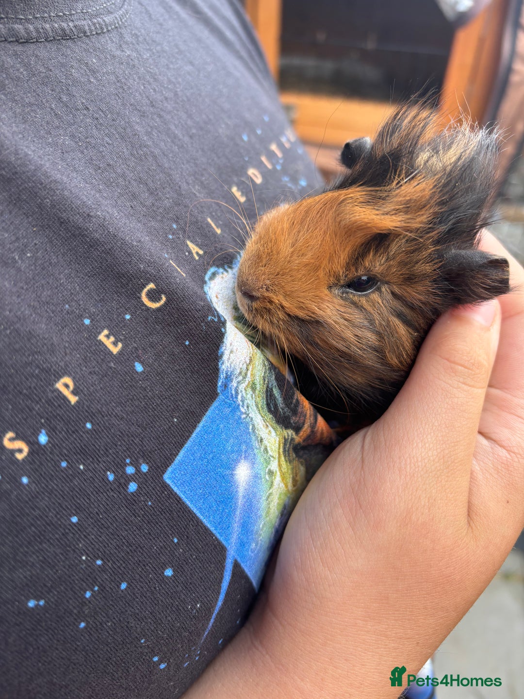 Guinea Pig rodents for sale: Guinea pigs for sale - Image 7