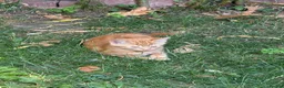 Mixed Breed cats for sale: Fluffy kittens!!!  - Advert 12