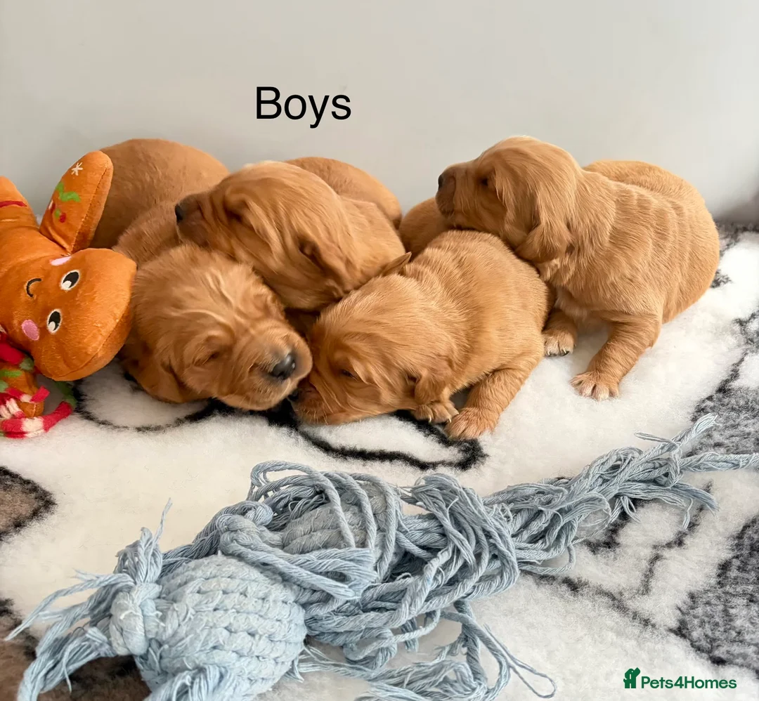 Golden Retriever dogs for sale: Gorgeous red golden retriever puppies  - Advert 5