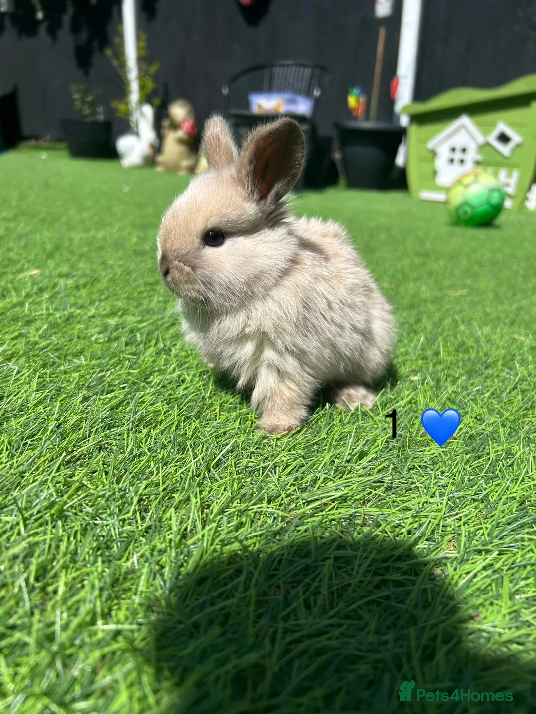 Mini Lop rabbits for sale: 7 pure mini lop babys  - Advert 1