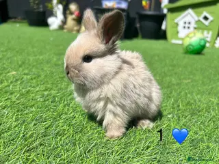 Mini Lop rabbits 7 pure mini lop babys - Advert 2