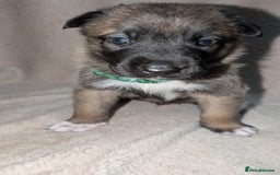 Mixed Breed dogs for sale: Belgian shepherd x Caucasian shepherd puppies  - Advert 7