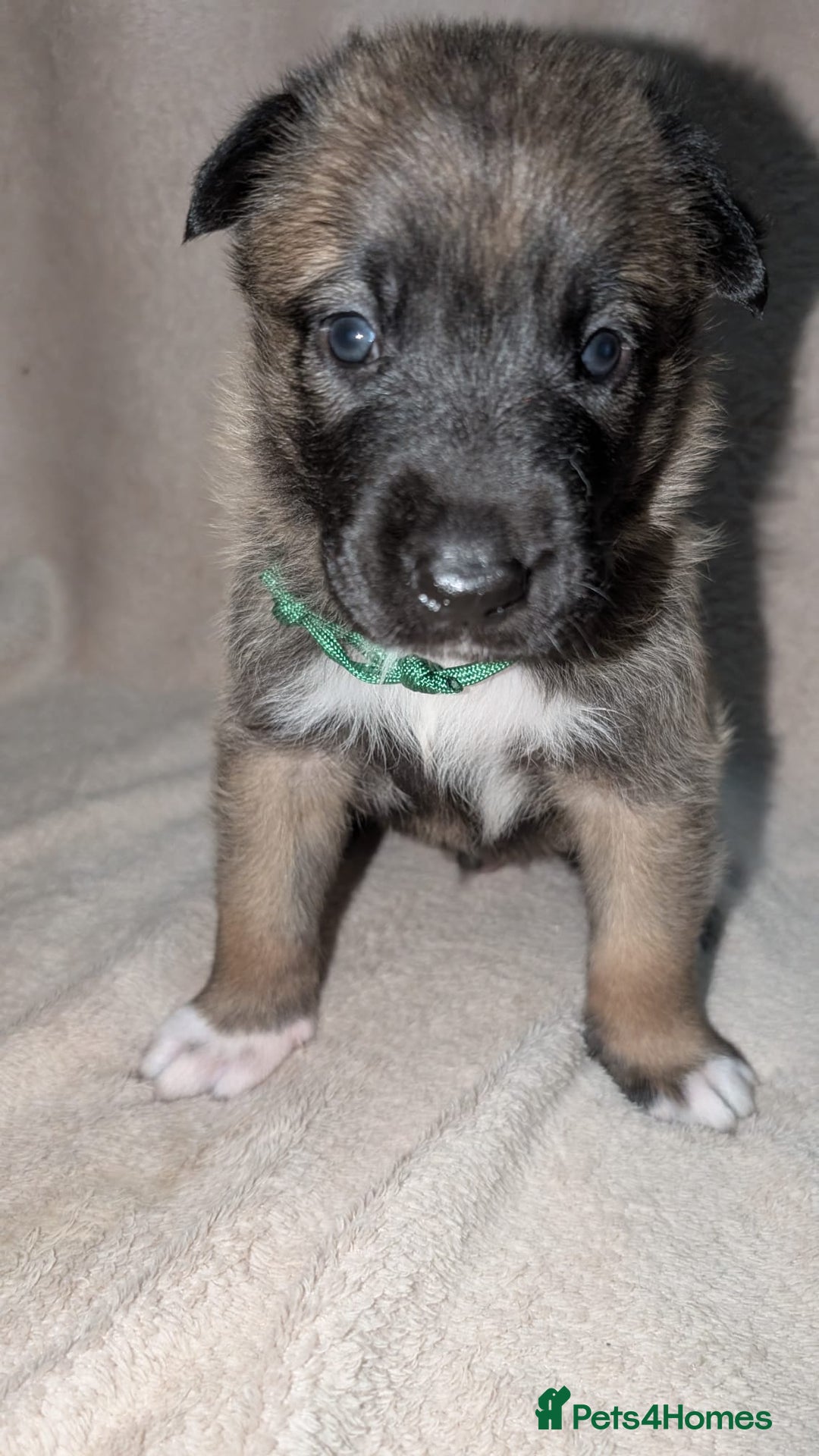 Mixed Breed dogs for sale: Belgian shepherd x Caucasian shepherd puppies  - Advert 7