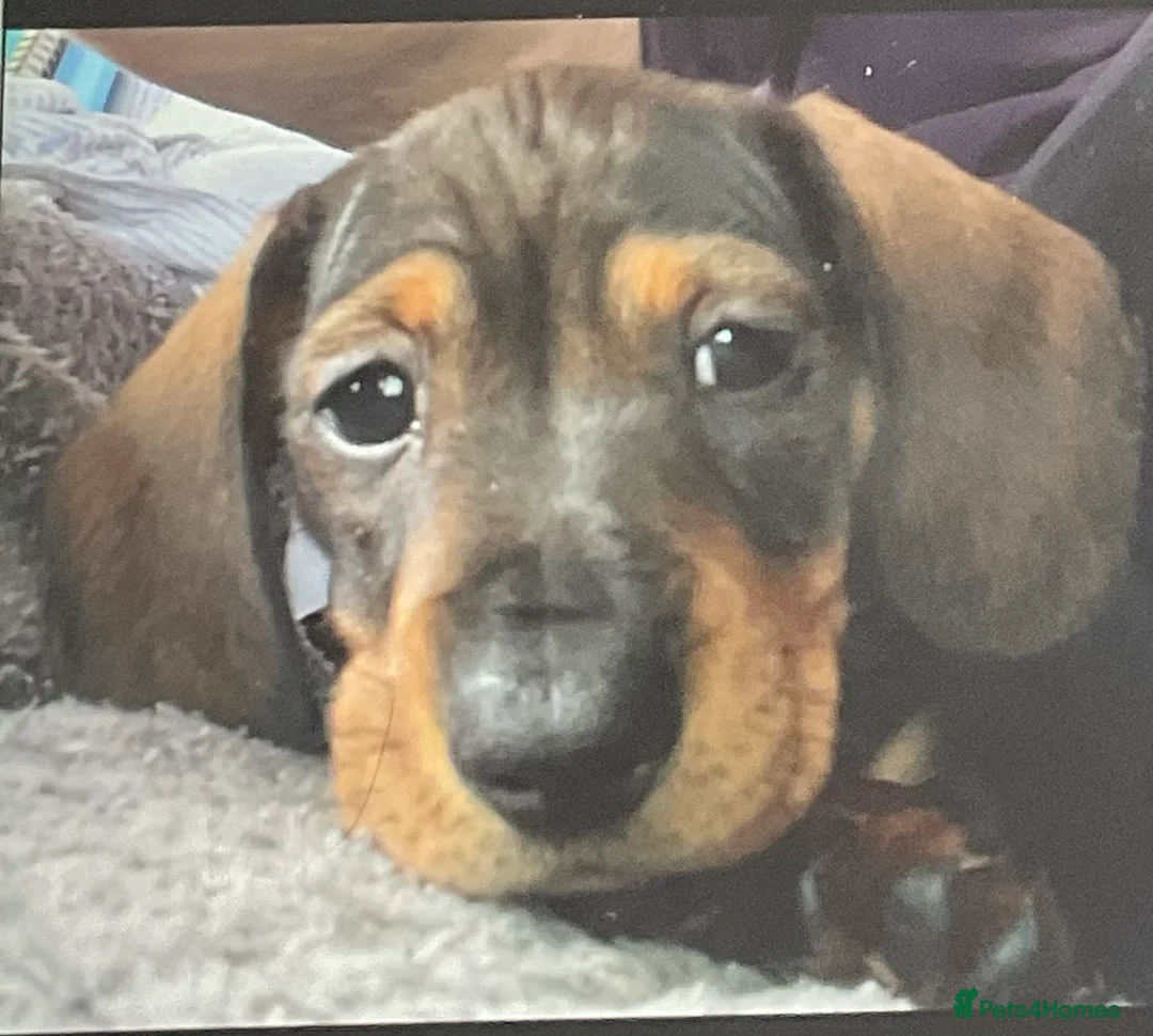 Miniature Dachshund dogs for sale: Miniature Dachshund (smooth) - Advert 8