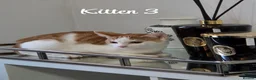 Mixed Breed cats for sale: Litter of 4 ginger tabbys available for rehoming - Advert 5