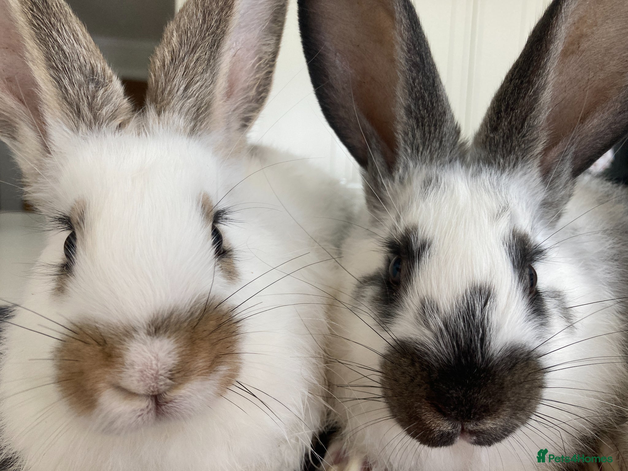 New Zealand rabbits New Zealand and Continental bunnies - Advert 1