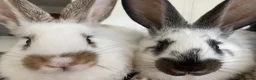 New Zealand rabbits for sale: New Zealand and Continental bunnies - Advert 1