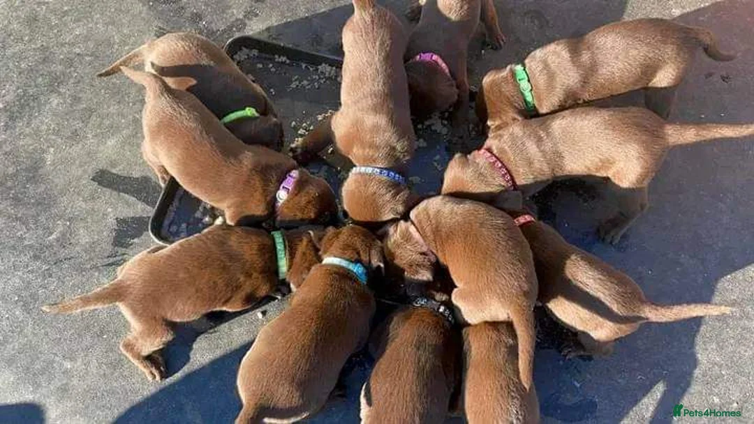 Labrador Retriever dogs for stud: Exceptional Chocolate Labrador FOR STUD in Bedford - Advert 18