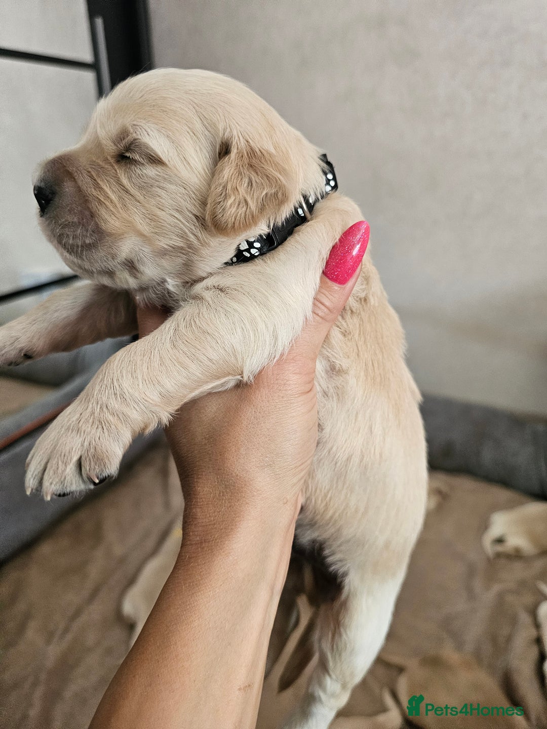 Golden Retriever dogs for sale: Lovely Golden Retriever puppies ❤️  - Image 10
