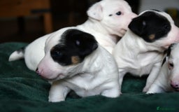 Jack Russell dogs for sale: Jack Russell puppies for sale  - Image 6