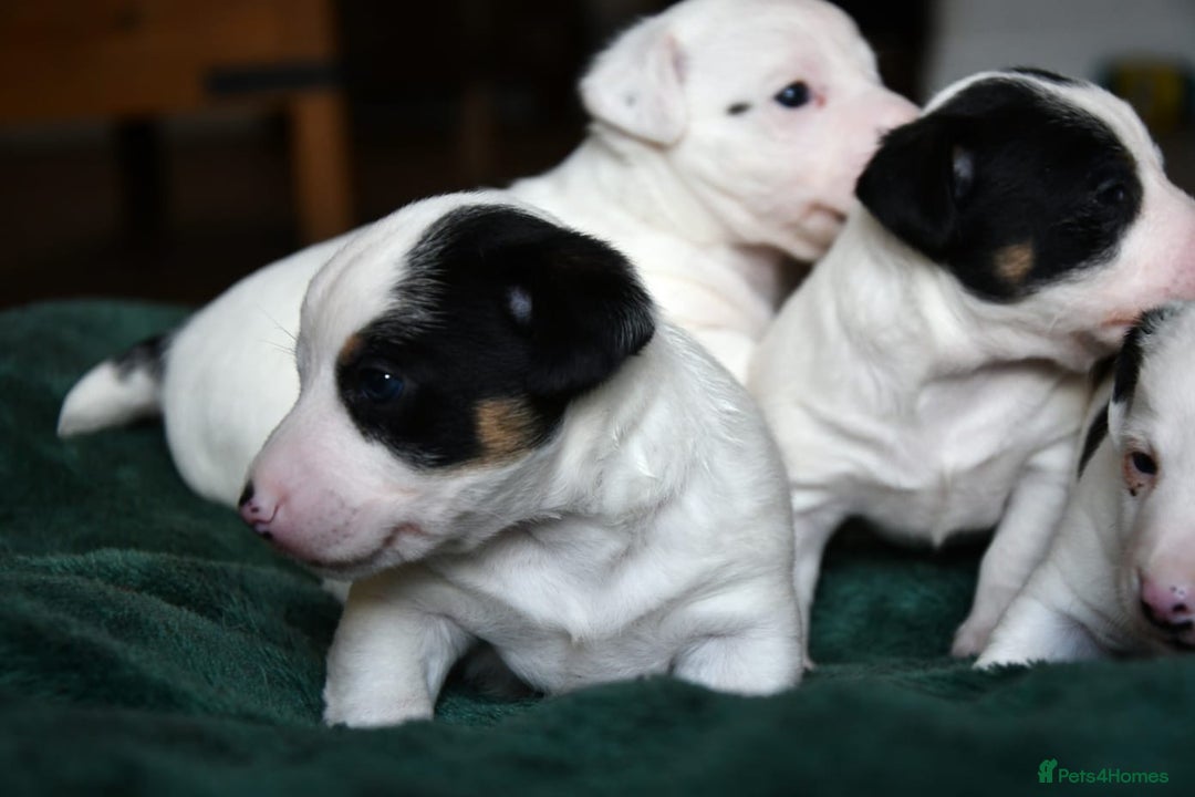 Jack Russell dogs for sale: Jack Russell puppies for sale  - Image 6