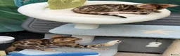 Bengal cats for sale: Beautiful 😻 Bengal Kittens ❤️ - Advert 4
