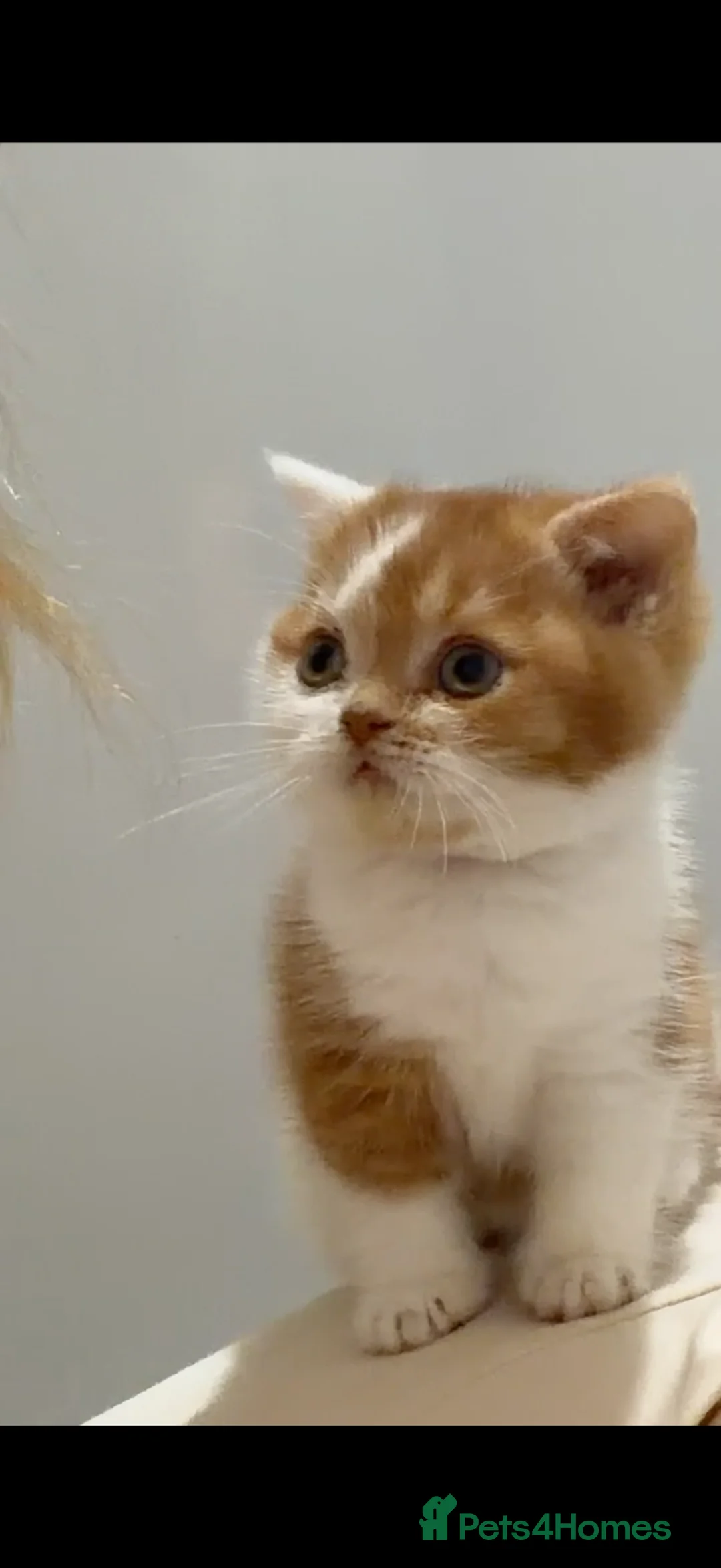 British Shorthair cats for sale: British short hair kittens  - Advert 2