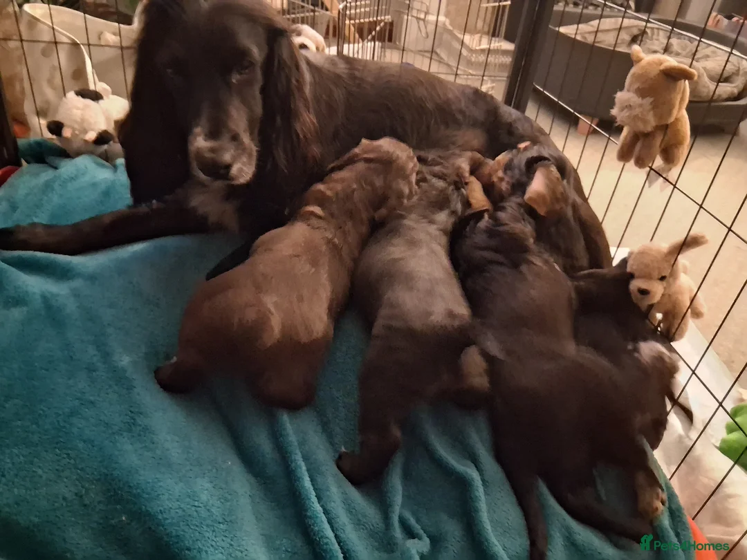 Cockapoo dogs for sale: Cockerpoo's  in Galashiels - Advert 20