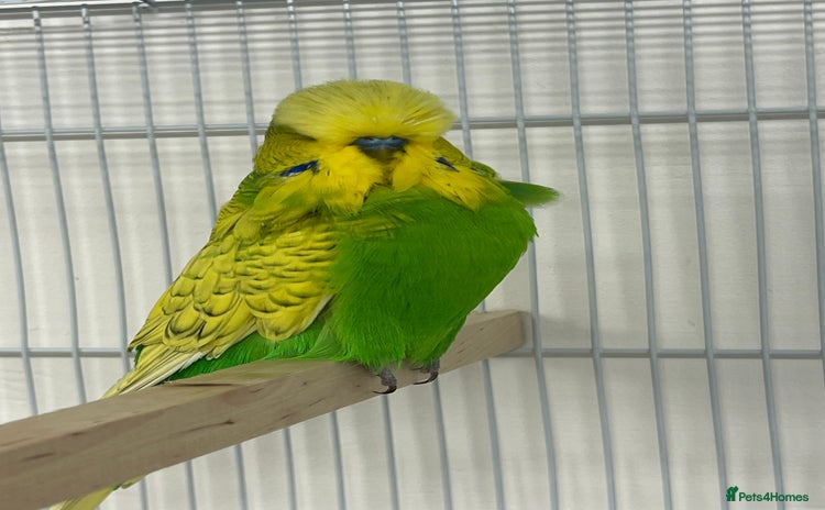 Budgerigars birds - Advert 1