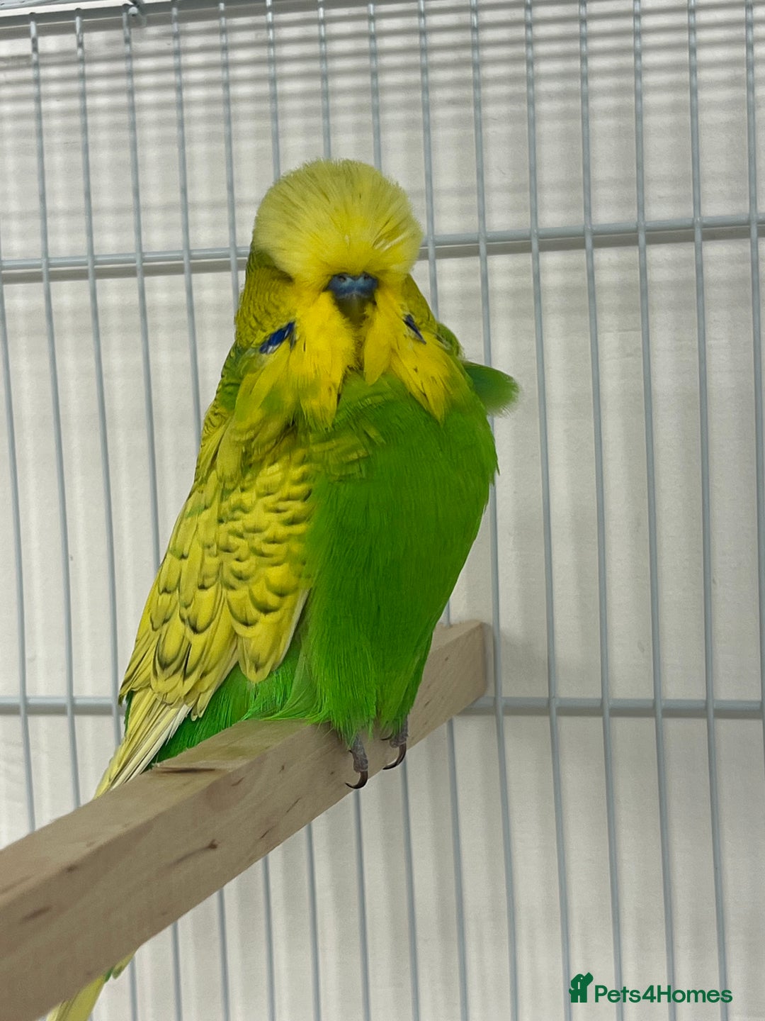 Budgerigars birds for sale: Selection of budgies  - Image 1