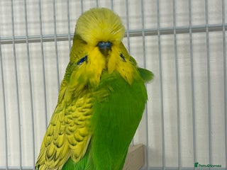 Budgerigars birds - Advert 15