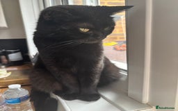 British Shorthair cats for sale: 5 BSH kittens (Grey Kitten GONE) - Image 33