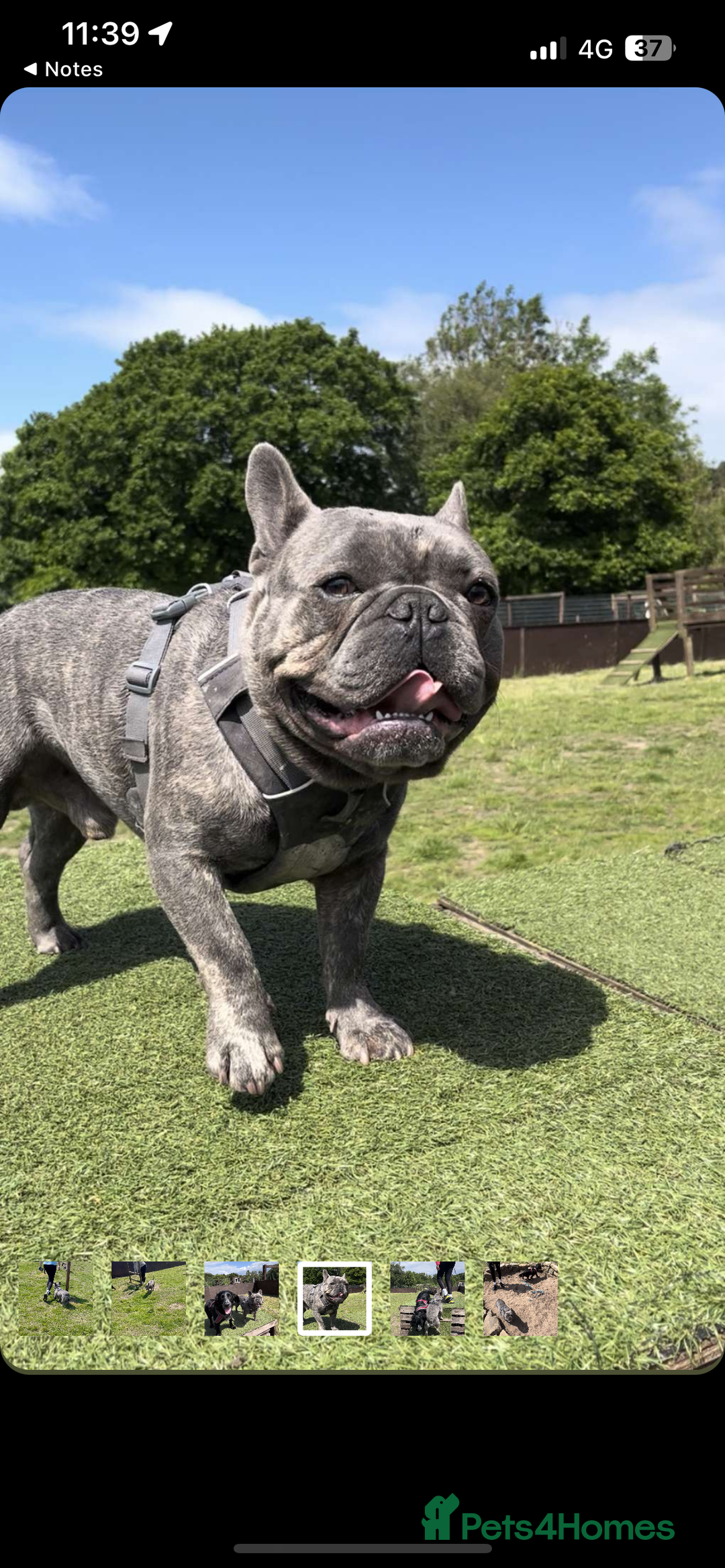 French Bulldog dogs for stud: frenchbulldog for stud   - Advert 6