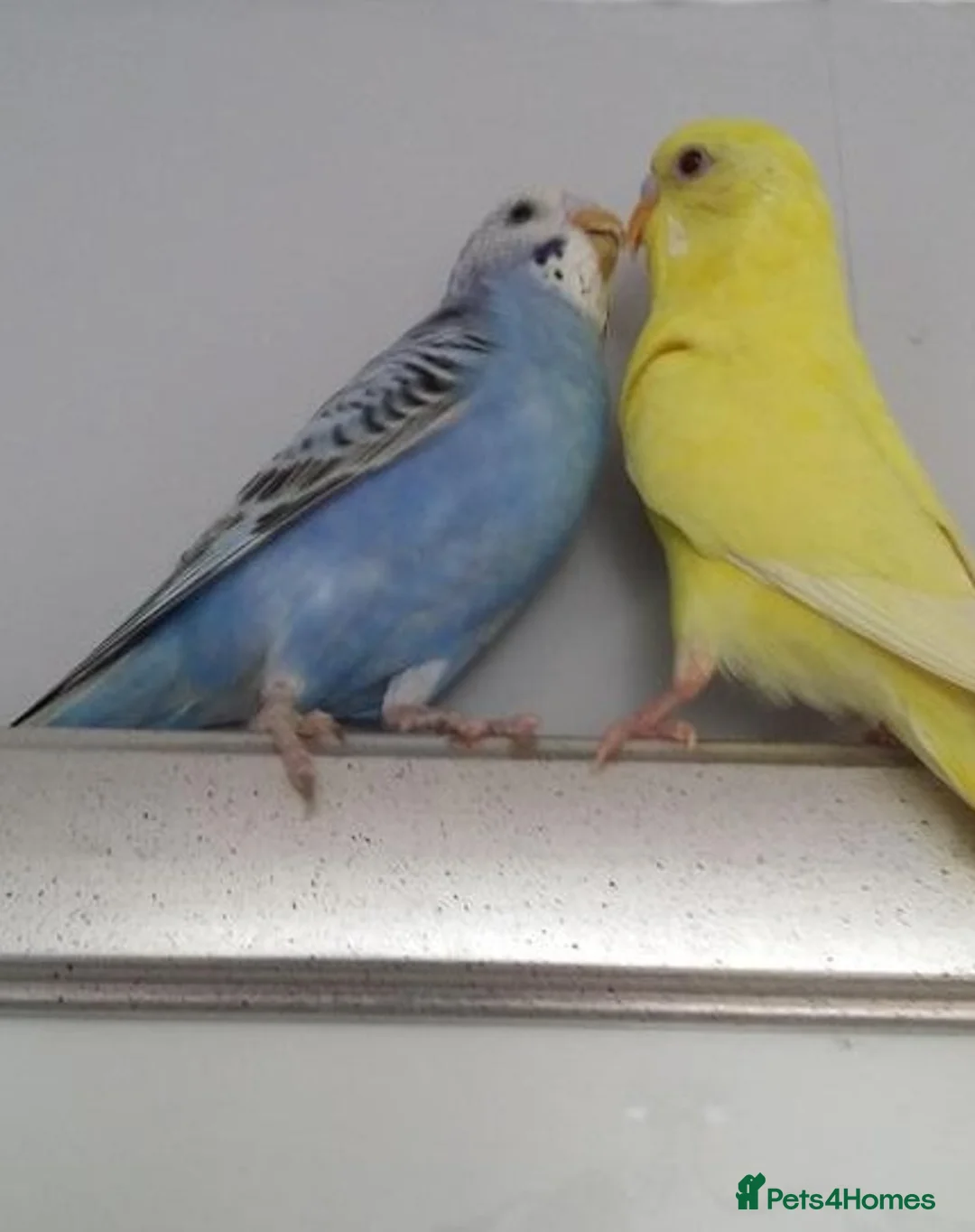 Parrots birds for sale: Loving Pet Parrots – Ready for a New Home in Gosport - Advert 1