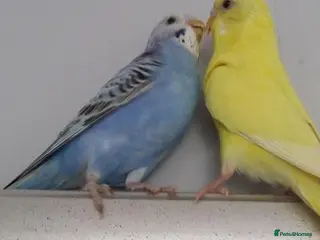 Parrots birds Loving Pet Parrots – Ready for a New Home - Advert 5